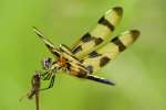 Brown-spotted Yellow-wing Dragonfly