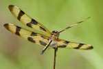 Brown-spotted Yellow-wing Dragonfly