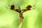 Low-flying Amber-wing Dragonfly