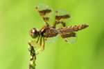 Low-flying Amber-wing Dragonfly