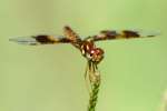 Low-flying Amber-wing Dragonfly