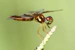 Low-flying Amber-wing Dragonfly