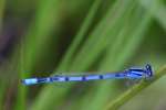 Familiar Bluet Damselfly