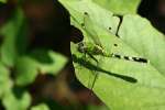 Green Clearwing / Eastern Pondhawk Dragonfly