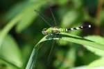 Green Clearwing / Eastern Pondhawk Dragonfly