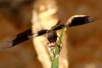 Common Whitetail Dragonfly