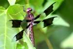 Common Whitetail Dragonfly