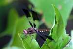 Common Whitetail Dragonfly