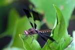 Common Whitetail Dragonfly