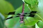 Common Whitetail Dragonfly