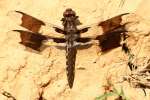 Common Whitetail Dragonfly