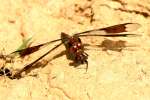 Common Whitetail Dragonfly