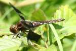 Common Whitetail Dragonfly