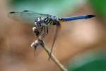 Blue Dasher Dragonfly