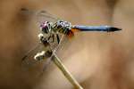 Blue Dasher Dragonfly