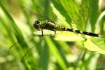 Green Clearwing / Eastern Pondhawk Dragonfly