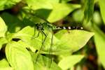 Green Clearwing / Eastern Pondhawk Dragonfly