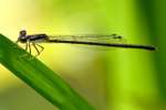 Fragile Forktail Damselfly