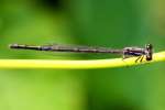 Fragile Forktail Damselfly