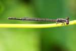 Fragile Forktail Damselfly