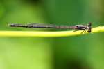 Fragile Forktail Damselfly