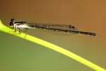 Fragile Forktail Damselfly