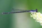 Damselfly