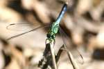 Green Darner Dragonfly