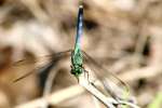 Green Darner Dragonfly