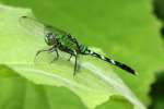 Green Clearwing / Eastern Pondhawk Dragonfly