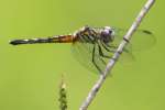 Blue Dasher Dragonfly