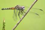 Blue Dasher Dragonfly