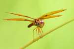 Eastern Amberwing Dragonfly