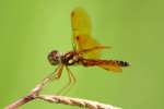 Eastern Amberwing Dragonfly