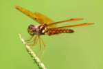 Eastern Amberwing Dragonfly