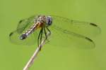 Blue Dasher Dragonfly