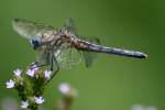 Blue Dasher Dragonfly