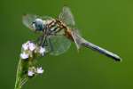 Blue Dasher Dragonfly