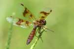 Low-flying Amber-wing Dragonfly