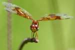 Low-flying Amber-wing Dragonfly