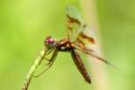 Low-flying Amber-wing Dragonfly