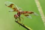 Low-flying Amber-wing Dragonfly