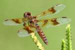 Low-flying Amber-wing Dragonfly