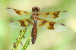 Low-flying Amber-wing Dragonfly