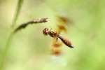 Low-flying Amber-wing Dragonfly