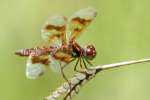 Low-flying Amber-wing Dragonfly