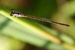 Fragile Forktail Damselfly