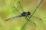 Green Clearwing / Eastern Pondhawk Dragonfly