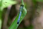 Green Clearwing / Eastern Pondhawk Dragonfly