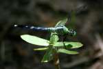 Green Darner Dragonfly